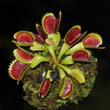 Load image into Gallery viewer, Flytrap Seed Bonsai