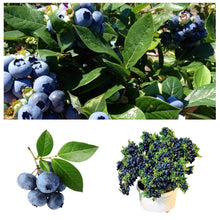 Load image into Gallery viewer, Dwarf Tree Fast