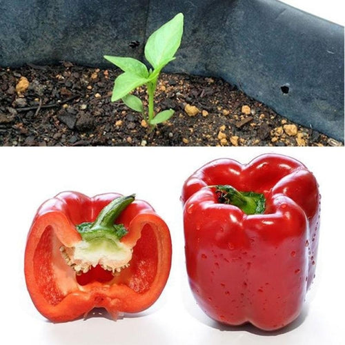 Bell Pepper Seeds