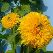 Load image into Gallery viewer, Sunflower Seed