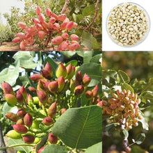 Load image into Gallery viewer, Pistachio Nut Seeds