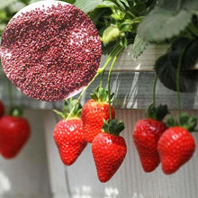 Load image into Gallery viewer, Strawberry Seeds