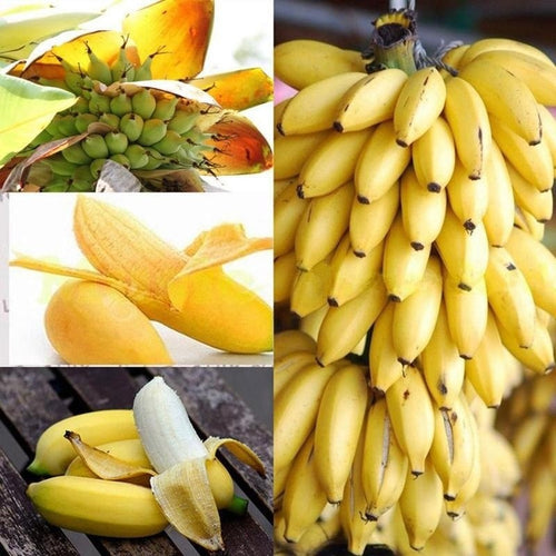 Mini Banana Seeds