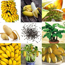 Load image into Gallery viewer, Mini Banana Seeds